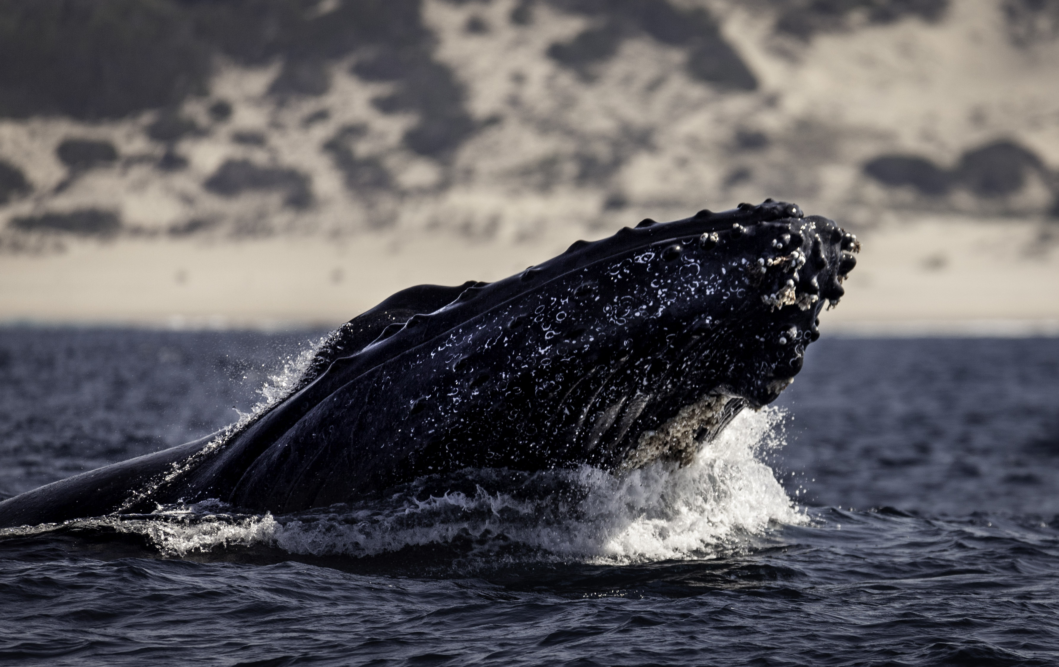 A humpback whale breaching off the Mozambique coast