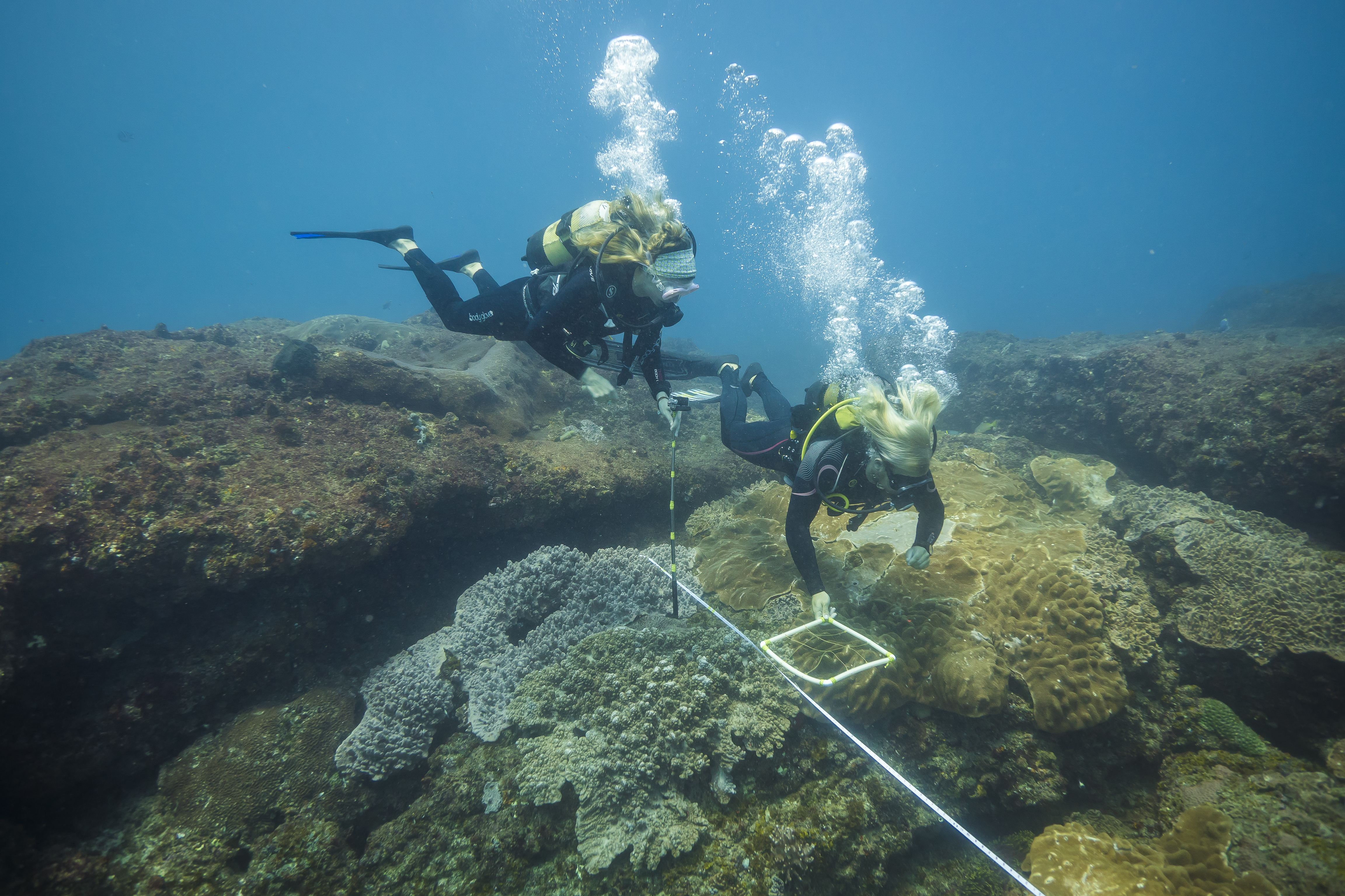 Researchers surveying a coral reef in Jangamo Bay