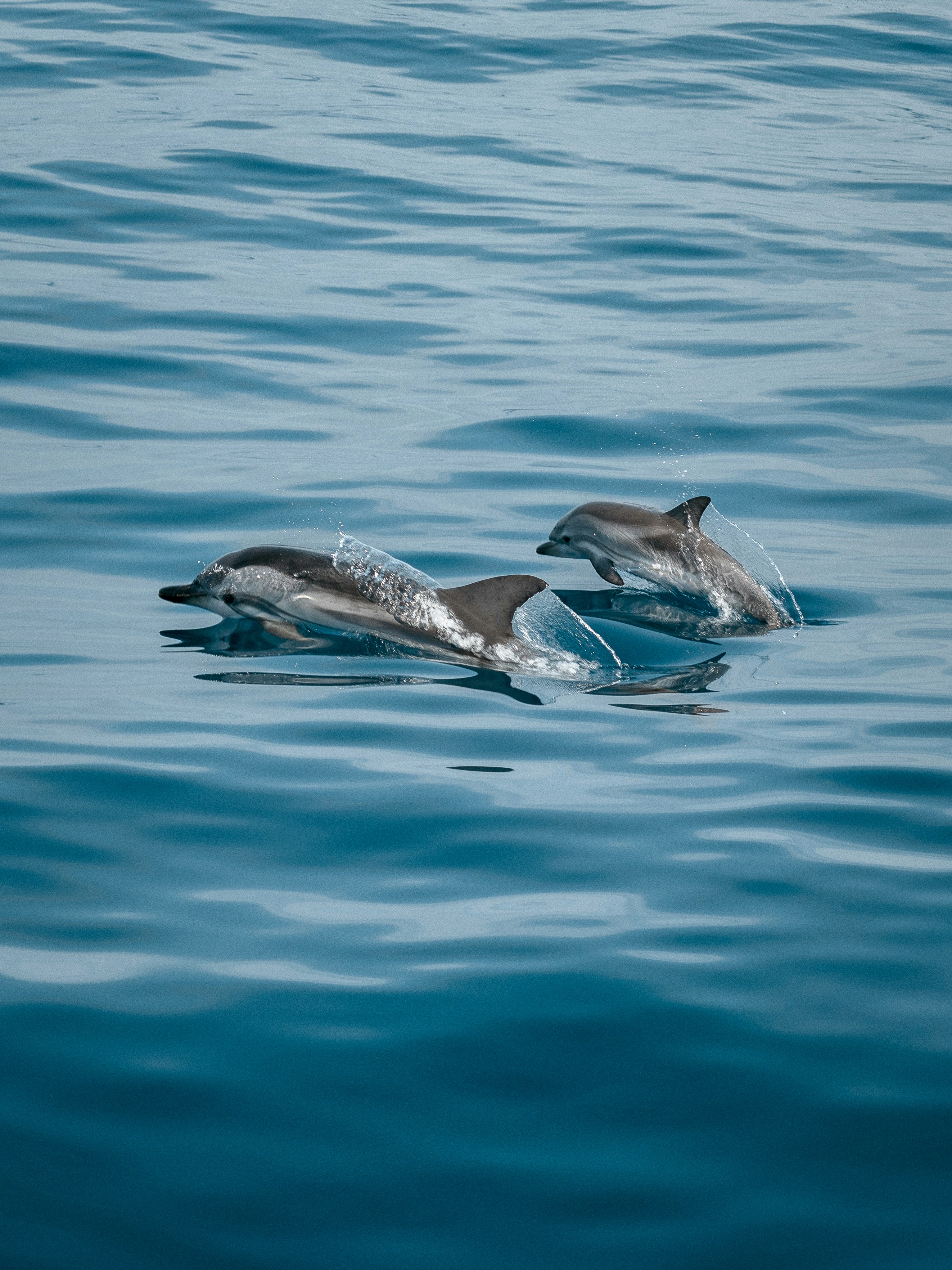 Dolphins in Guinjata Bay