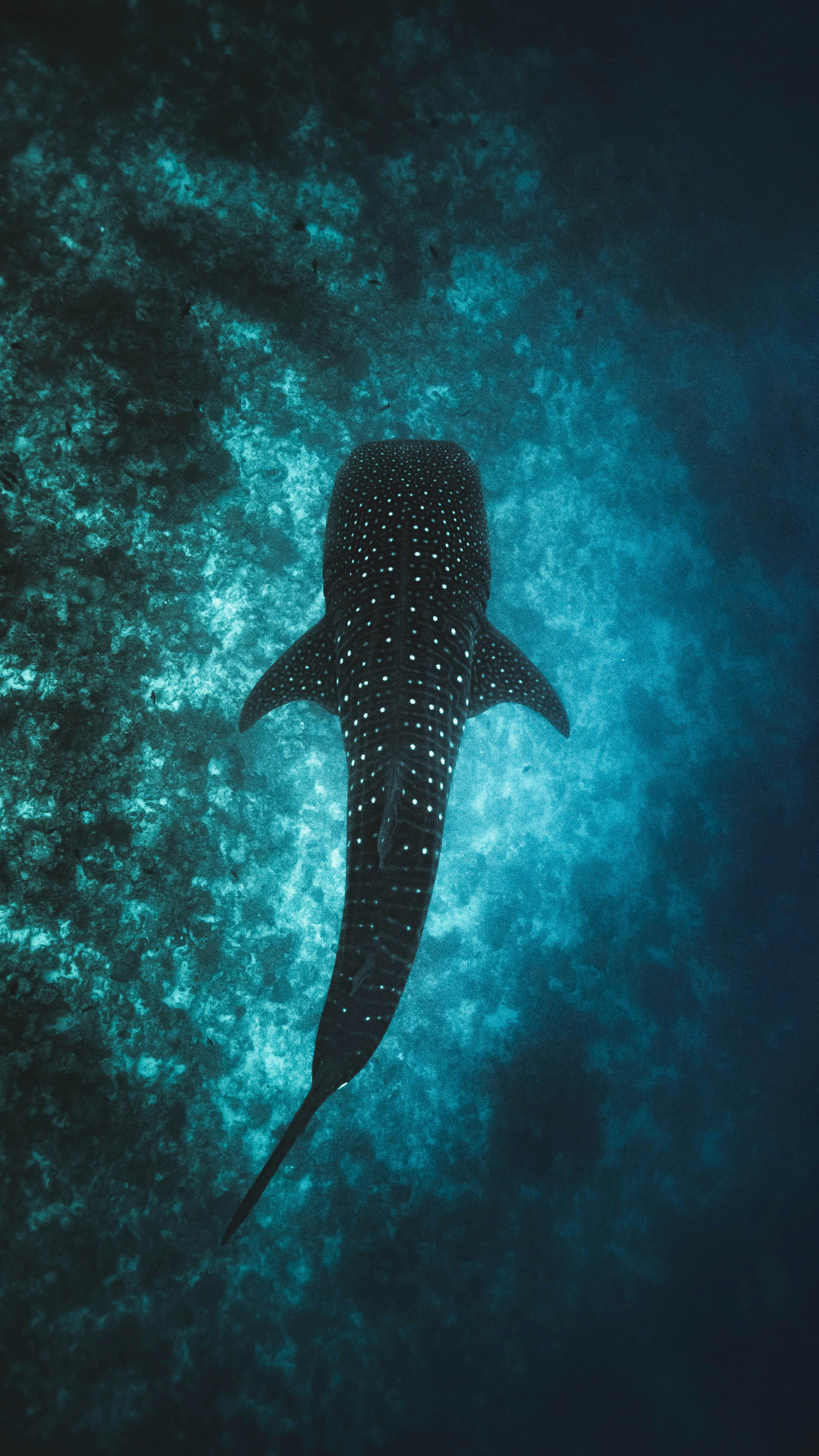 Whale shark on the Mozambique coast